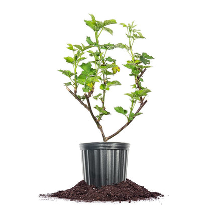PERFECT PLANTS Triple Crown BlackBerry Bush 1 Gall