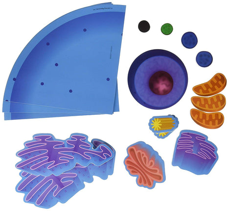 Learning Resources Giant Magnetic Animal Cell - 18