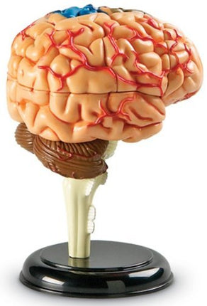 Maquette de cerveau Learning Resources
