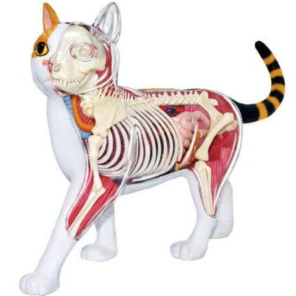 4D Vision Calico Cat Anatomy Model - Medical Quality Collectible with Fully Detachable Organs and Body Parts