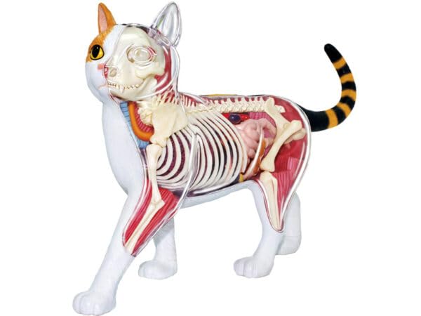 4D Vision Calico Cat Anatomy Model - Medical Quality Collectible with Fully Detachable Organs and Body Parts