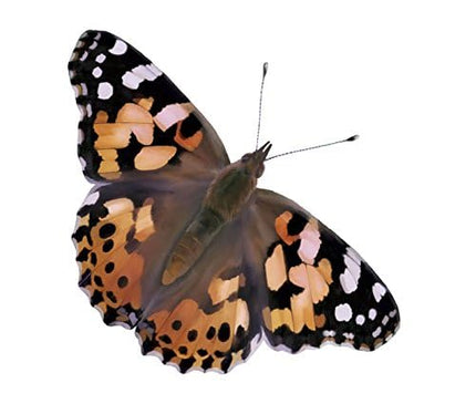 Insect Lore Two Cups of Live Caterpillars with Butterfly Life Cycle Figurines | Butterfly Habitat or Kit Refill | Painted Lady Butterflies