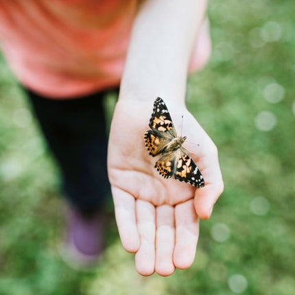 Insect Lore Butterfly Farm, Green