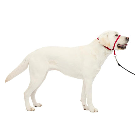 Radio Systems PRP-GLQHCLPU Gentle Leader Quick Release Headcollar, Large, Purple