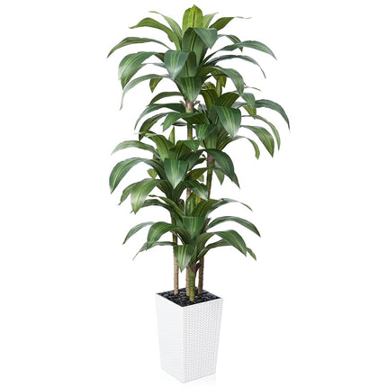 VeriNatural 6FT Artificial Dracaena Tree - UV Resi
