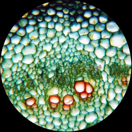 AmScope M162C-2L-PB10-WM"Awarded 2018 Best Students and Kids Microscope Kit" - 40X-1000X Dual Light All Metal Microscope with Slides and Microscope Book, Blue