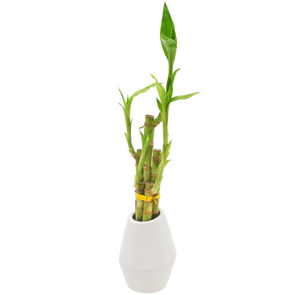 Arcadia Garden Products Bambou porte-bonheur à 5 tiges, plante d'intérieur vivante dans un pot en céramique Dimension II pour la maison, le bureau ou comme cadeau, blanc. ***Ne peut pas être expédié à Hawaï***