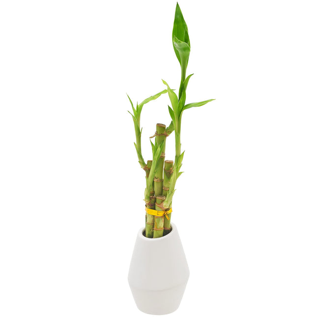 Arcadia Garden Products 5-Stem Lucky Bamboo, Live Indoor Plant in Dimension II Ceramic Planter for Home, Work, or Gift, White. ***Cannot Ship to Hawaii***