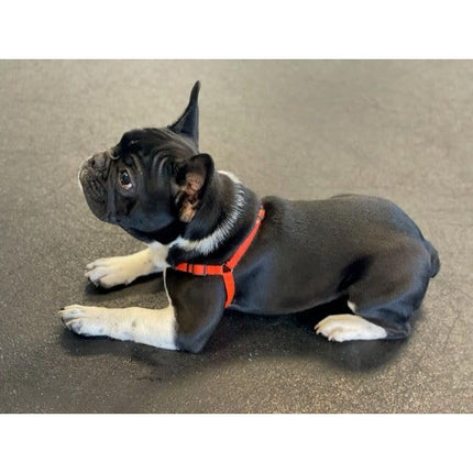 Softouch Sense-ible No-Pull Dog Harness - Black Medium