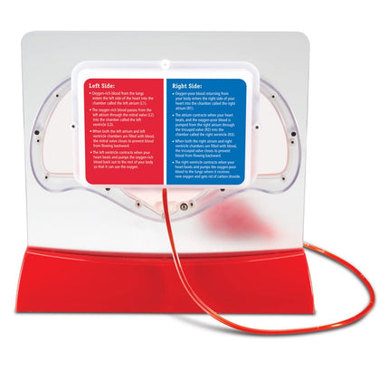 Learning Resources Pumping Heart Model, 12inx11inx5in