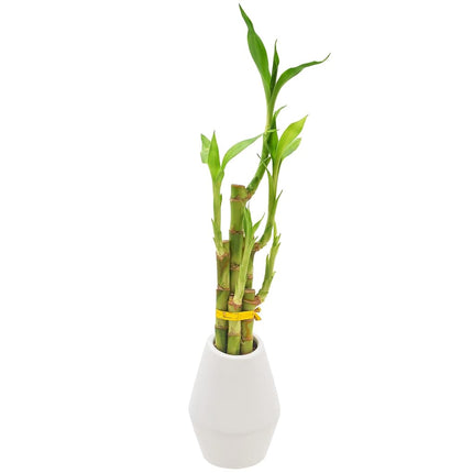 Arcadia Garden Products Bambou porte-bonheur à 5 tiges, plante d'intérieur vivante dans un pot en céramique Dimension II pour la maison, le bureau ou comme cadeau, blanc. ***Ne peut pas être expédié à Hawaï***