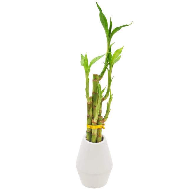 Arcadia Garden Products 5-Stem Lucky Bamboo, Live 