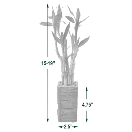 Arcadia Garden Products LV24 5-Stem Lucky Bamboo, Live Indoor Plant in Aged Wood Planter for Home, Work, or Gift, Medium ***Cannot Ship to Hawaii***