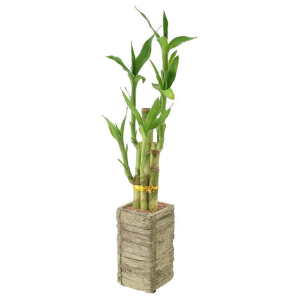 Arcadia Garden Products LV24 5-Stem Lucky Bamboo, Live Indoor Plant in Aged Wood Planter for Home, Work, or Gift, Medium ***Cannot Ship to Hawaii***