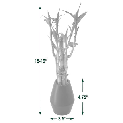 Arcadia Garden Products 5-Stem Lucky Bamboo, Live Indoor Plant in Dimension II Ceramic Planter for Home, Work, or Gift, Tan ***Cannot Ship to Hawaii***