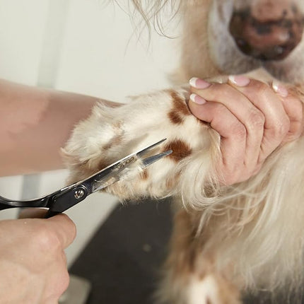 Andis Straight Shears, Right-Handed, Professional Dog and Cat Grooming