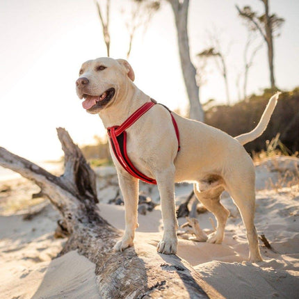 EzyDog Chest Plate Dog Harness - with Free Car Restraint - Best No Pull Harnesses for Small, Medium and Large Dogs - Custom Fit,Reflective, Easy Fit (L,Corduroy)
