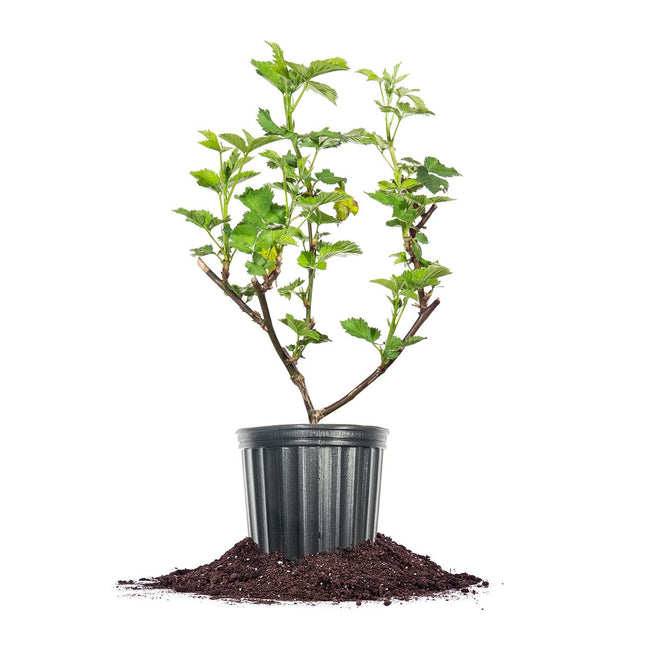 PERFECT PLANTS Triple Crown BlackBerry Bush 1 Gall