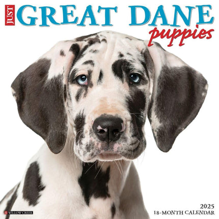 Willow Creek Press Great Dane Puppies Monthly 2025 Wall Calendar (12" x 12")