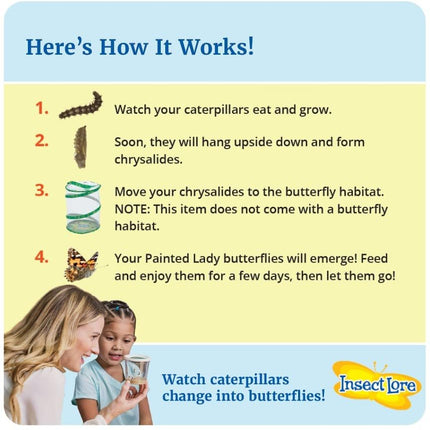 Insect Lore Two Cups of Live Caterpillars with Butterfly Life Cycle Figurines | Butterfly Habitat or Kit Refill | Painted Lady Butterflies