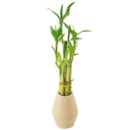 Arcadia Garden Products 5-Stem Lucky Bamboo, Live Indoor Plant in Dimension II Ceramic Planter for Home, Work, or Gift, Tan ***Cannot Ship to Hawaii***