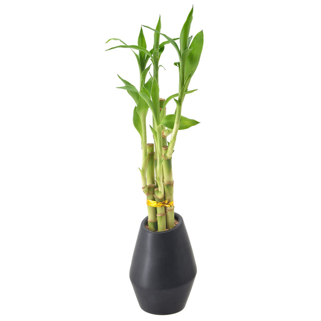 Arcadia Garden Products Bambú de la Suerte de 5 Tallos, Planta Viva de Interior en Maceta de Cerámica Dimension II para Hogar, Trabajo o Regalo, Negro ***No se puede enviar a Hawái***