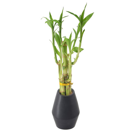 Arcadia Garden Products 5-Stem Lucky Bamboo, Live Indoor Plant in Dimension II Ceramic Planter for Home, Work, or Gift, Black ***Cannot Ship to Hawaii***