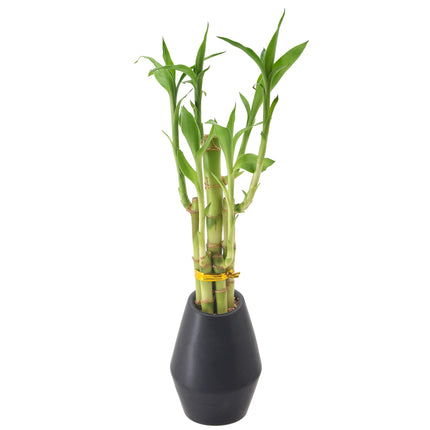 Arcadia Garden Products 5-Stem Lucky Bamboo, Live 