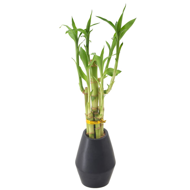Arcadia Garden Products 5-Stem Lucky Bamboo, Live 
