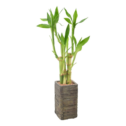Arcadia Garden Products LV25 5-Stem Lucky Bamboo, 