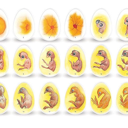 Learning Resources Chick Life Cycle Exploration Set (LER2733)