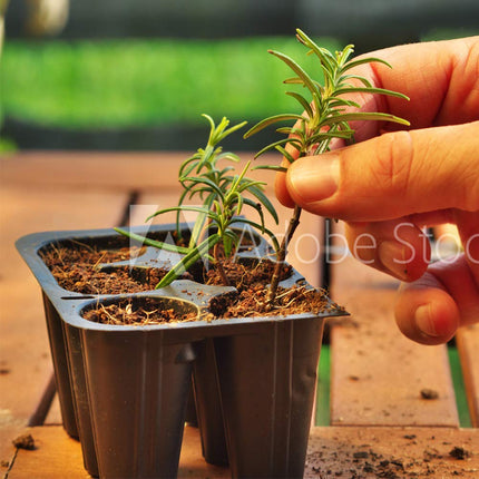 Doff Natural Rooting Powder Promotes Strong Healthy Roots 75G