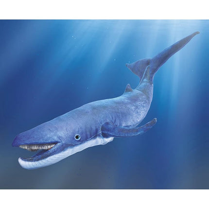 Blue Whale/Blue Whale