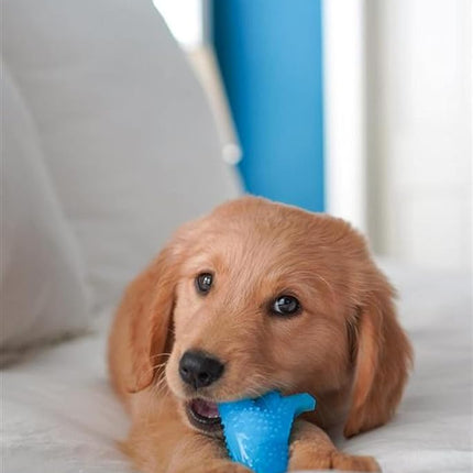 Nylabone Gentle Puppy Dog Teething Dental Dino Chew Toy, Chicken Flavour, Small, for Puppies Up to 11 kg