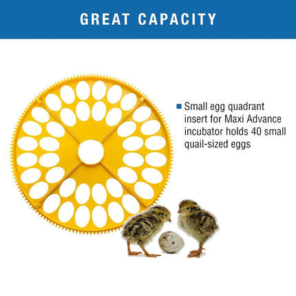 Brinsea Small Egg Quadrant Insert for Maxi Advance Incubator System, Fits 40 Pheasant or Quail-Size Eggs