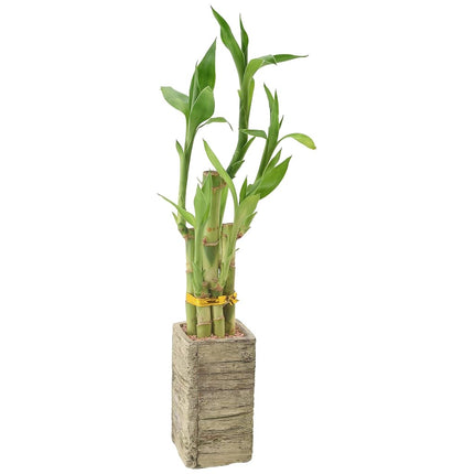 Arcadia Garden Products LV24 5-Stem Lucky Bamboo, Live Indoor Plant in Aged Wood Planter for Home, Work, or Gift, Medium ***Cannot Ship to Hawaii***