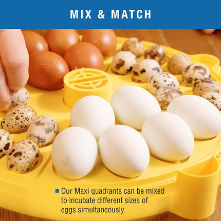 Brinsea Small Egg Quadrant Insert for Maxi Advance Incubator System, Fits 40 Pheasant or Quail-Size Eggs