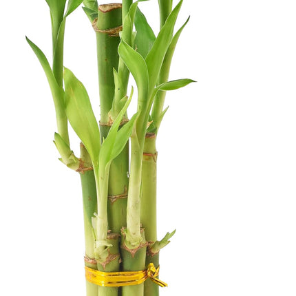 Arcadia Garden Products 5-Stem Lucky Bamboo, Live Indoor Plant in Dimension II Ceramic Planter for Home, Work, or Gift, Tan ***Cannot Ship to Hawaii***