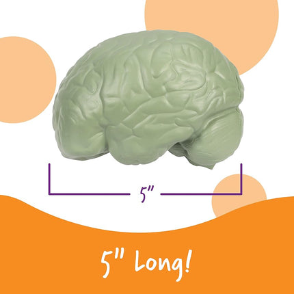 Learning Resources Cross-section Brain Model - 2 Pieces, Ages 7 Plus Brain Anatomy Model, Brain Functions Model, Human Anatomy for Kids, Foam Brain Model, Back to School Supplies