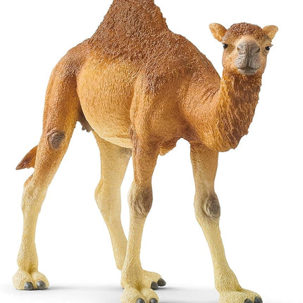 Schleich Wild Life - Dromedary - Camel Toy Figurin