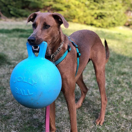 Jolly Pets Tug-n-Toss Dog Toy, 25 cm, Light Blue, Red