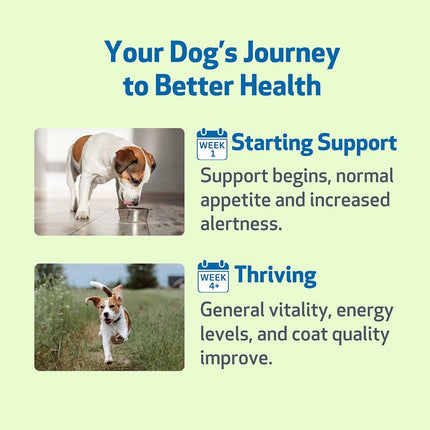 Life Gold for Dogs & Cats - Supports Detoxification, Immune System Health, Antioxidants - Vet-Formulated Herbal Supplement – 4 oz (118 ml)