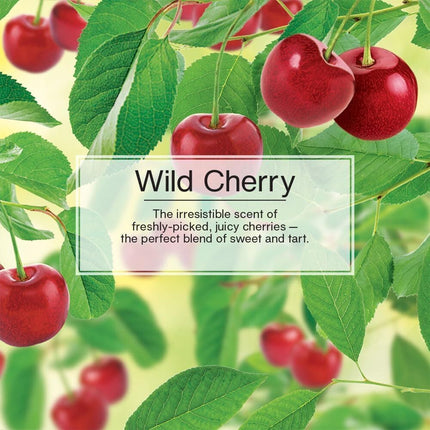LITTLE TREES Car Air Freshener | Hanging Paper Tree for Home or Car | Wild Cherry | Pack of 6