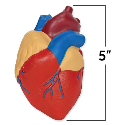 Learning Resources Soft Foam Cross-Section Human Heart Model