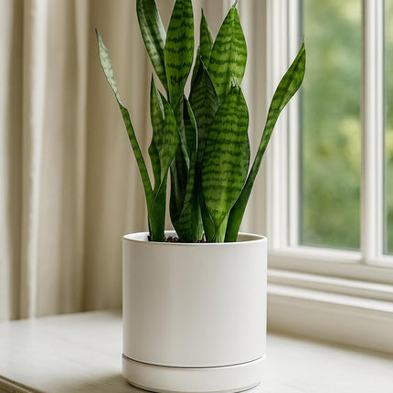 Ceramic Planter Pot with Drainage Hole and Saucer, Indoor Cylinder Round Planter Pot, 6 Inch, White