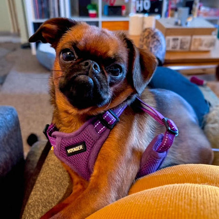 Best Pet Supplies Voyager Adjustable Dog Harness Leash Set with Reflective Stripes for Walking Heavy-Duty Full Body No Pull Vest with Leash D-Ring, Breathable All-Weather Wear - Purple, M