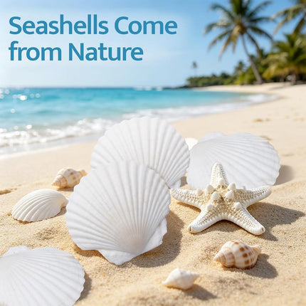 SINKOO 8PCS Large Scallop Shells 4"-5", Natural White Seashells for Crafts