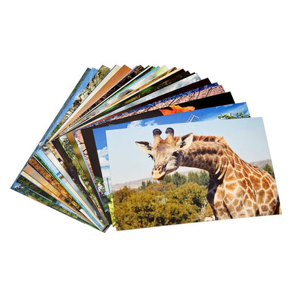 Best Paper Greetings 40 Pack Bulk Animal and Travel Postcards From Around the World for Mailing, Assorted Nature Thank You Notes (4 x 6 In)