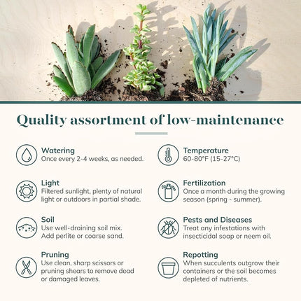 Shop Succulents Assorted Succulent Plant Pack Bulk Collection, Live Mini Succulent Plants, Easy Care, Indoor Plants, Wedding and Party Favors, Gift & Garden, Pack of 32