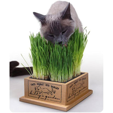 Smartcat 3844 Kitty’S Garden Edible Grass Planter 6.8 x 6.2 x 3 inches